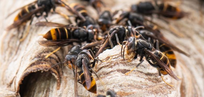 Peilsender Am Insekt – Hamburgs Verzweifelter Kampf Gegen Die Asiatische Hornisse