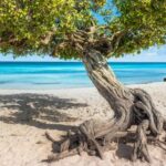 Schönster Karibik Strand Und Kakteen – Aruba Ist Eine Insel Der Gegensätze