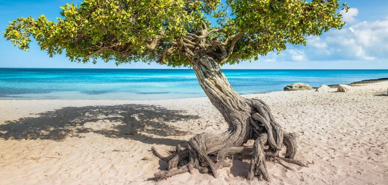 Schönster Karibik Strand Und Kakteen – Aruba Ist Eine Insel Der Gegensätze