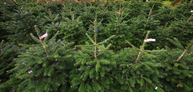 Weihnachtsbäume Werden Dieses Jahr Knapper Und Teurer