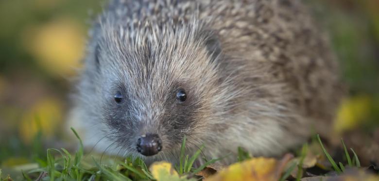 Warum Der Igel Nun Erstmals Zur Bedrohten Art Erklärt Wurde