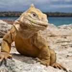 Eine Expedition Zu Den Wilden Echsen Auf Galapagos