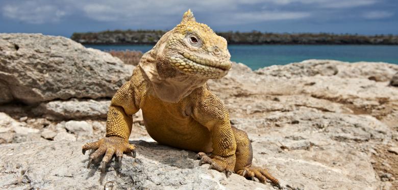 Eine Expedition Zu Den Wilden Echsen Auf Galapagos