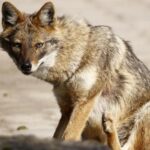 Der Goldschakal Wandert In Deutschland Ein Und Macht Dem Wolf Konkurrenz