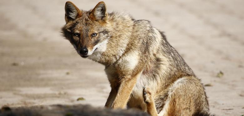 Der Goldschakal Wandert In Deutschland Ein Und Macht Dem Wolf Konkurrenz