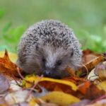 Tierheim ächzt Unter Igel Ansturm