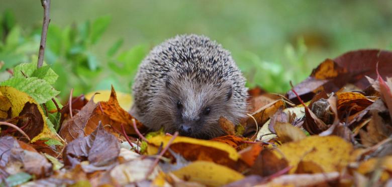 Tierheim ächzt Unter Igel Ansturm