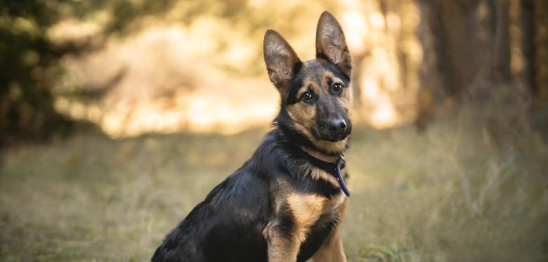 Einfach Wau – Diese Hunde Sind Echte Helden