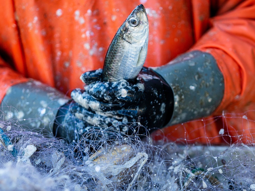 Meere: Gehen Der Welt Die Fische Aus?