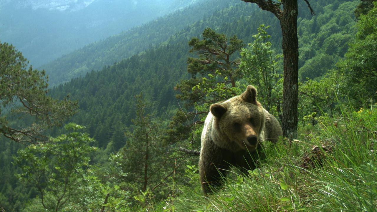 Bären Greifen Pilzsammler In Italien Und Der Slowakei An