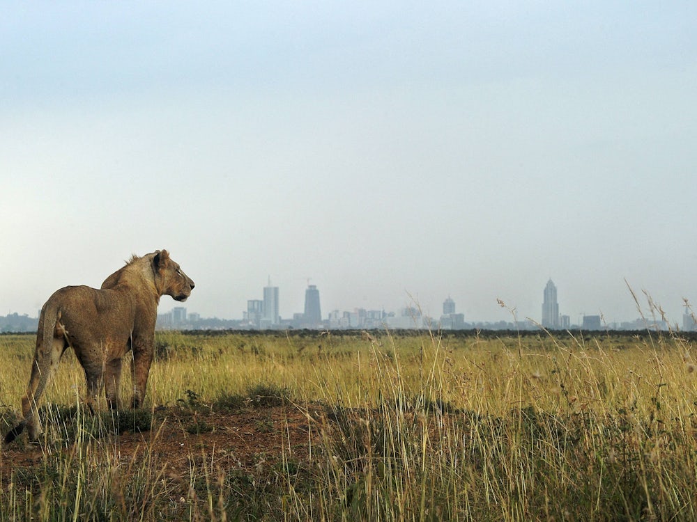 Kenia: Die Löwin Im Vorgarten