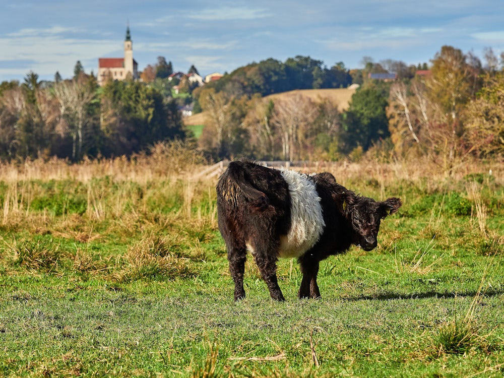 Naturschutz Im Landkreis Ebersberg: Wieder Was Los Im Moos