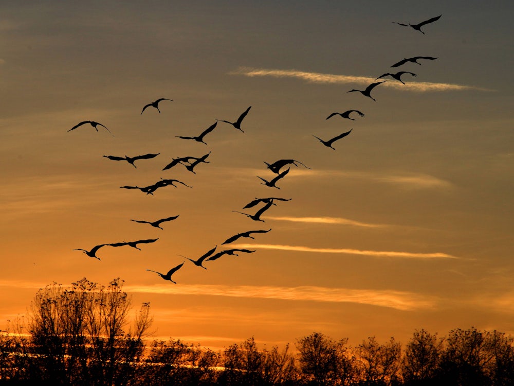 Umwelt Und Natur: Tausende Kraniche Fliegen über Bayern In Den Süden