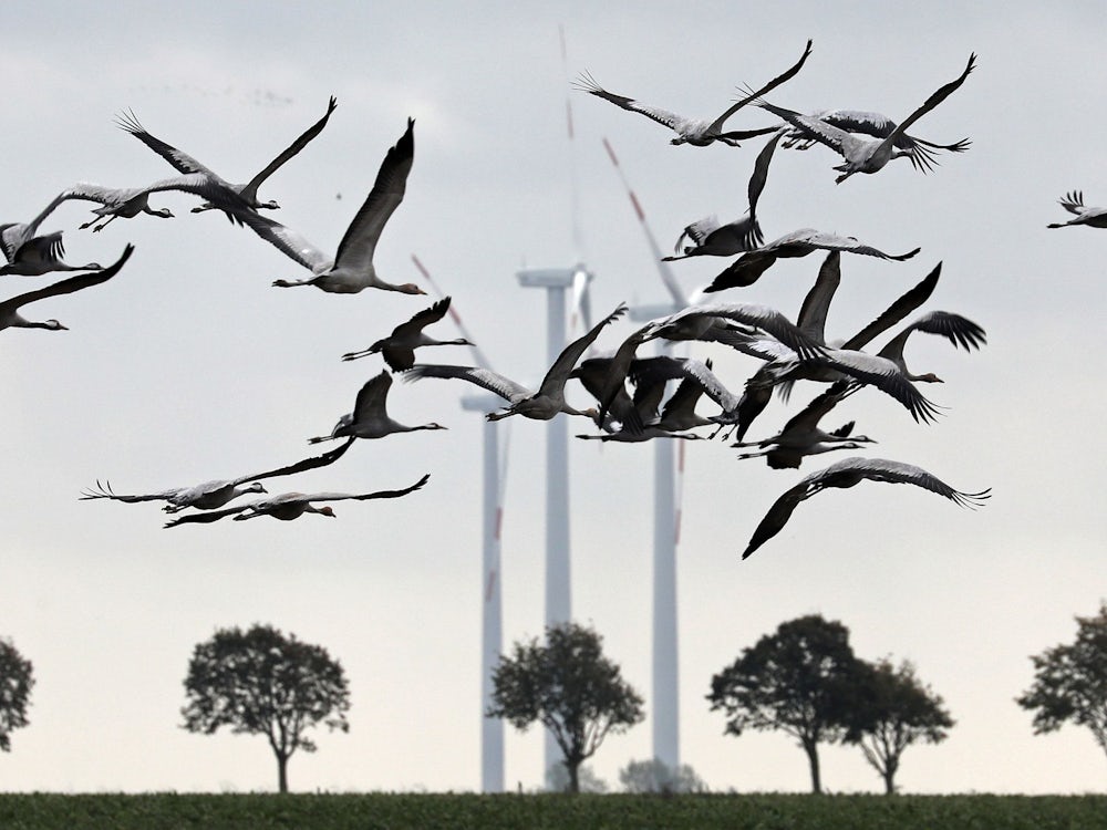 Vogelschutz: Tod Durch Windrad? Eher Selten