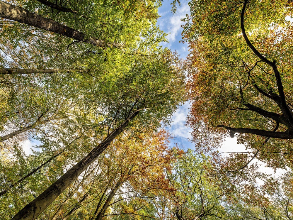 Umweltschutz: Wie Deutschland Seine Natur Schützen Will