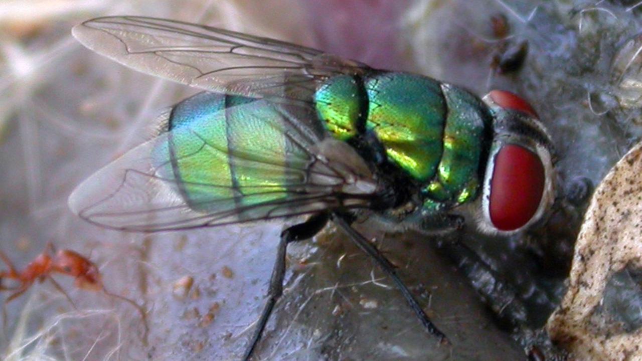 Schmeißfliege Könnte Mordermittlungen Erschweren