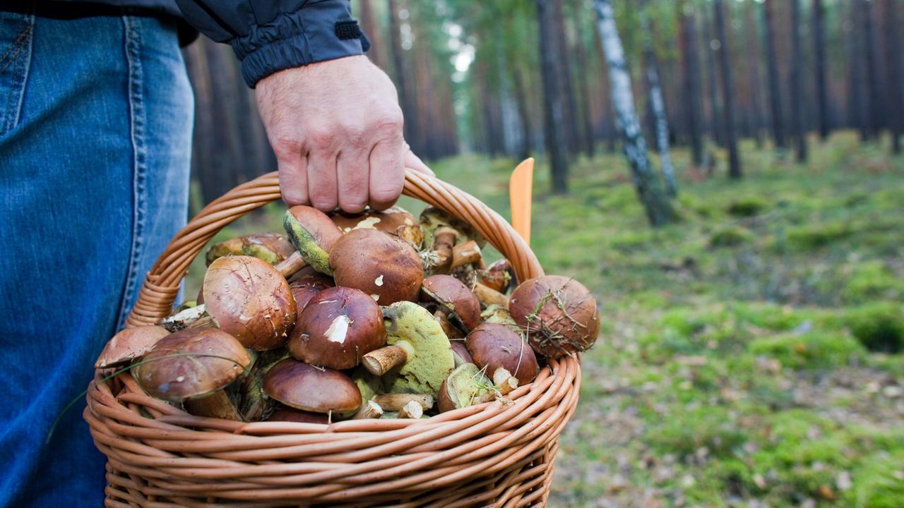 Vorsicht Beim Pilzesammeln: "nur Die Pilze Essen, Die Man Sicher Kennt"