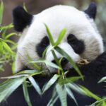 Chinas Fluffige Diplomaten Und Die Zweifel An Den Panda Zahlen