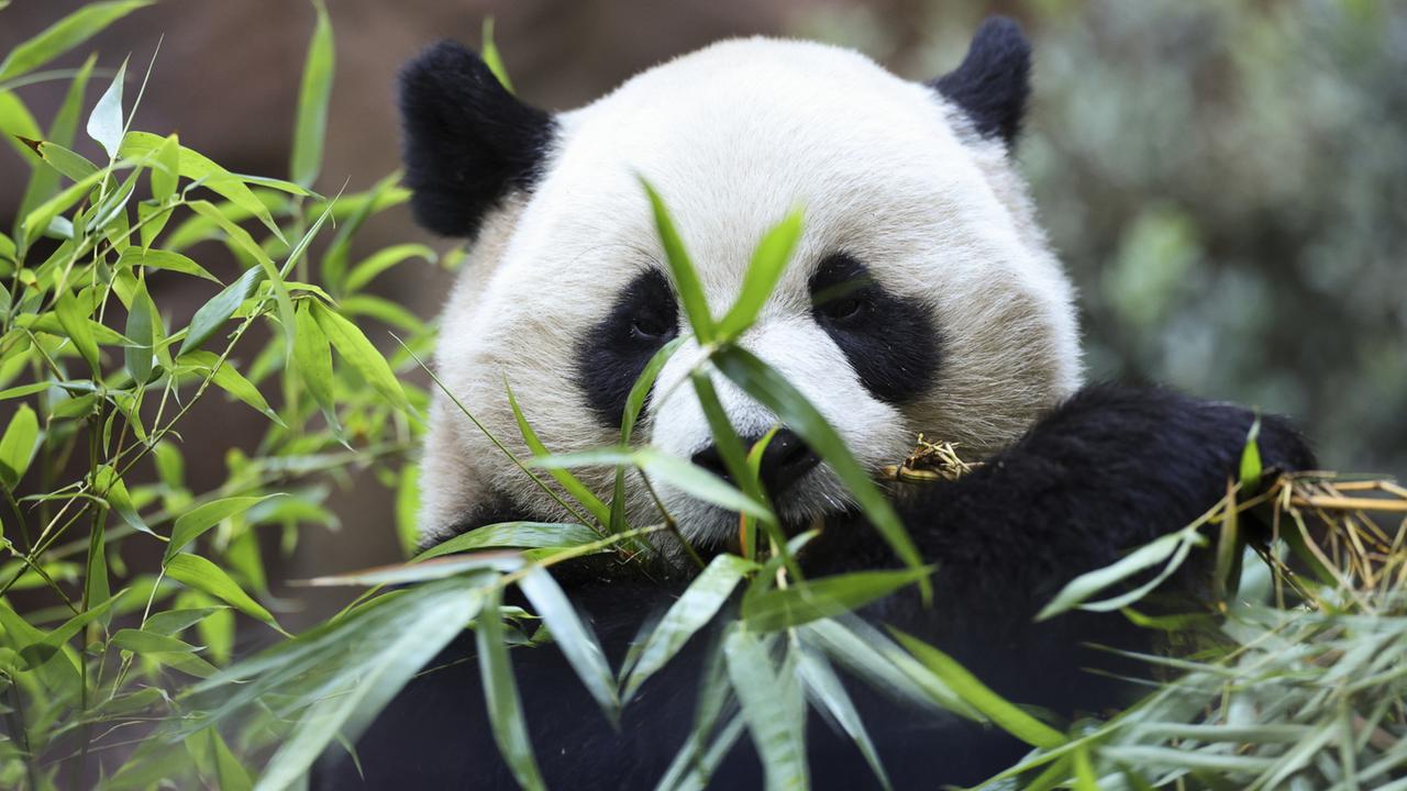 Chinas Fluffige Diplomaten Und Die Zweifel An Den Panda Zahlen