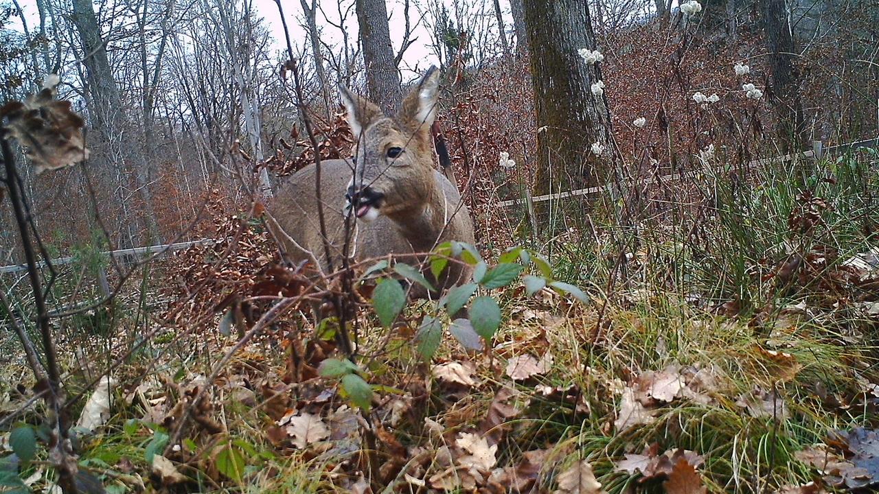 Wildverbiss: Jagd Auf Rehe Und Hirsche Für Klimastabile Wälder