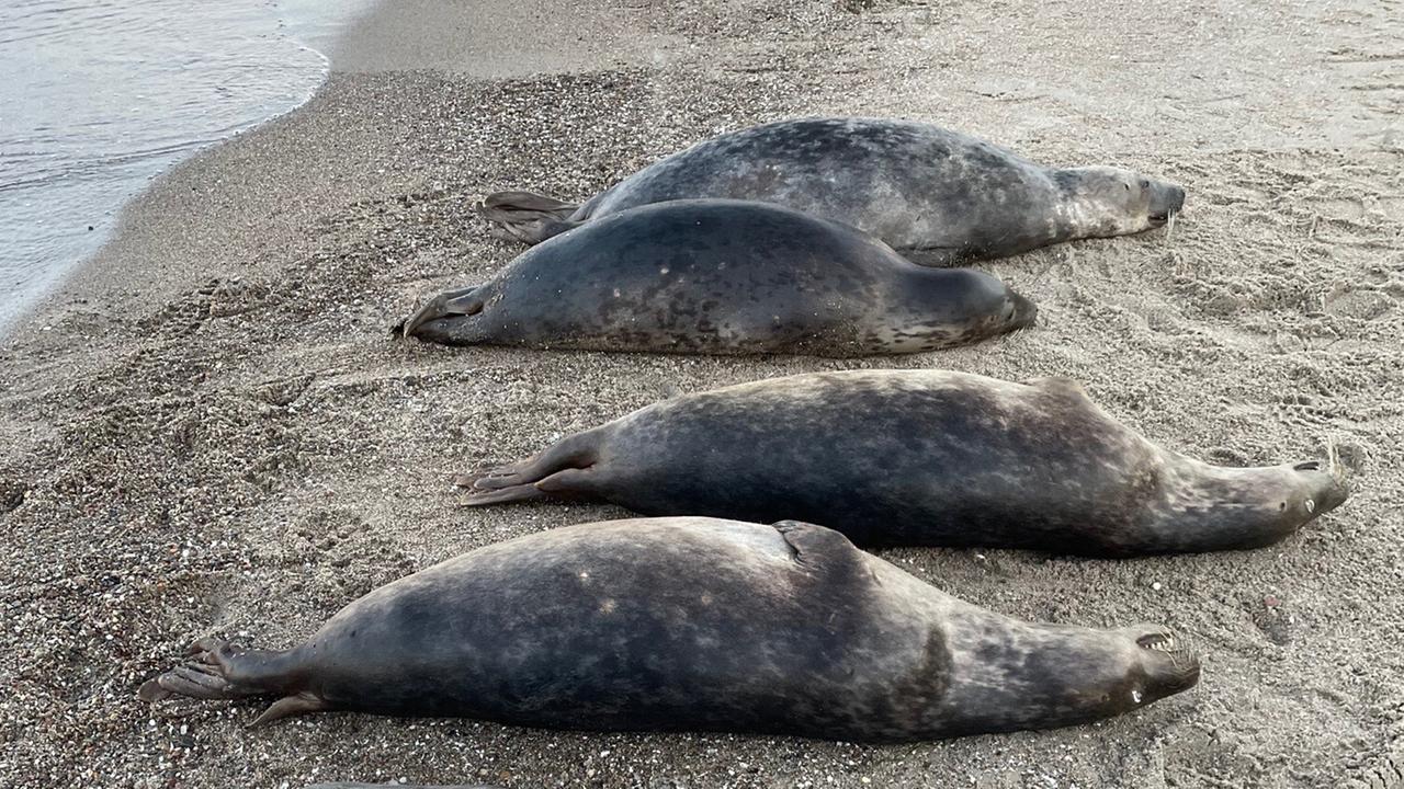 Umweltministerium: Mehr Als 20 Tote Robben An Der Ostsee