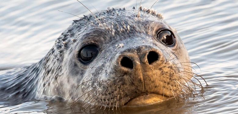 Das Rätsel Der Toten Robben Vor Rügen