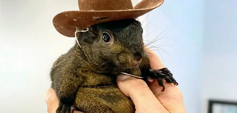 Behörden Beschlagnahmen Berühmtes Eichhörnchen „peanut“