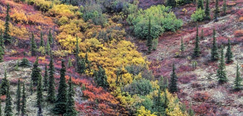 So Spektakulär Ist Ein Alaska Roadtrip Im Herbst